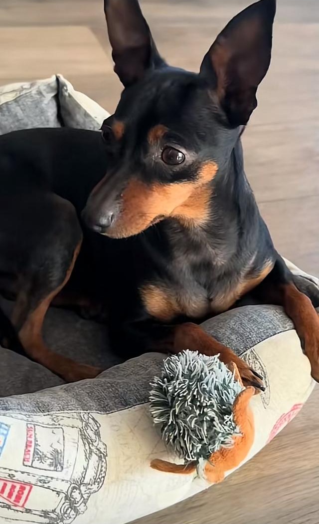 La foto originale del cane